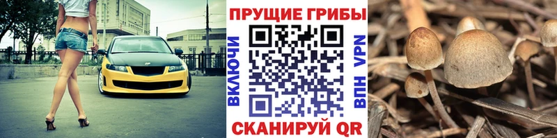 купить закладку  Ленинск  Галлюциногенные грибы мухоморы 